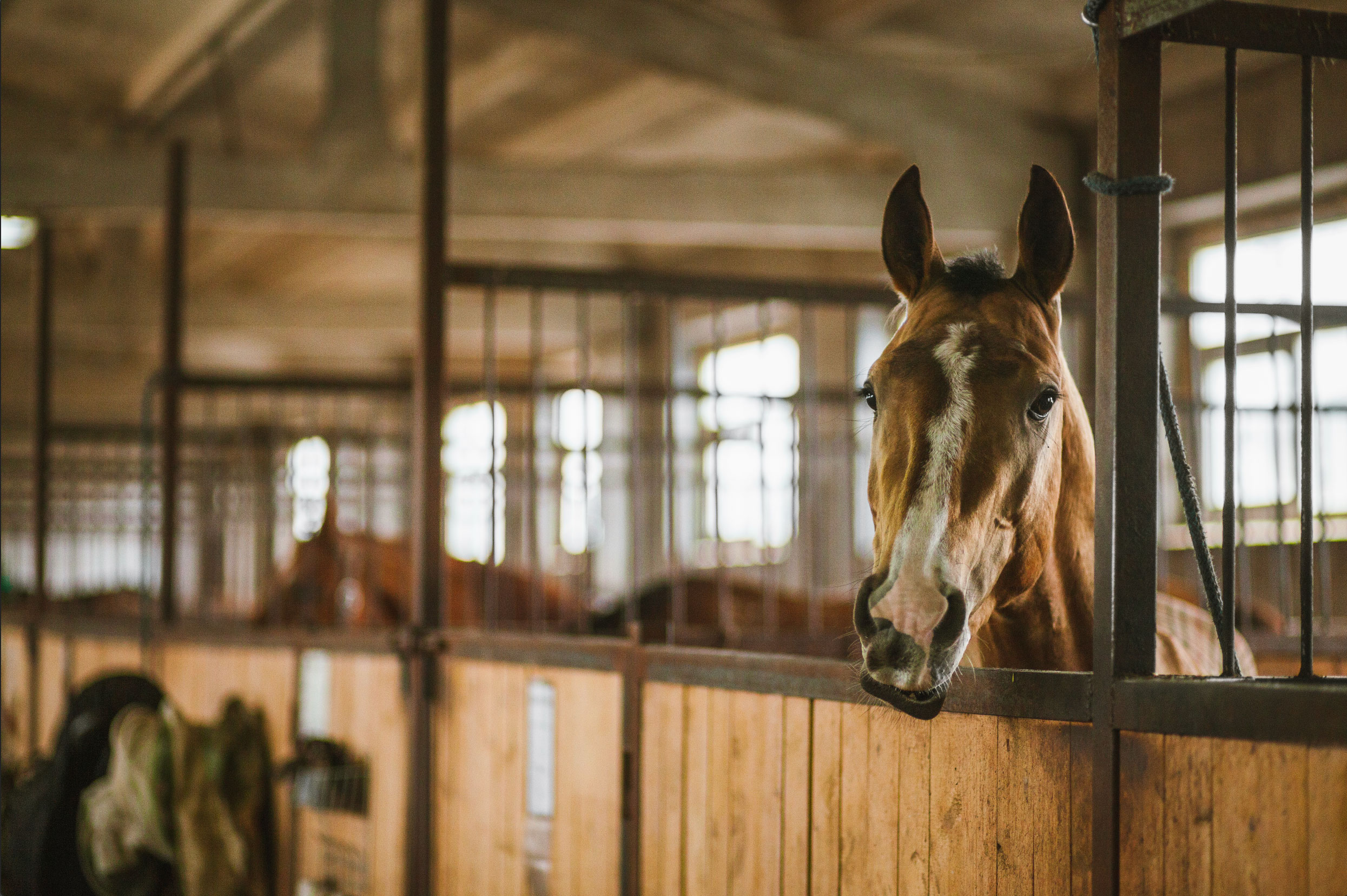 Stallmatten für Pferdebox und Stallgasse: Komfort, Hygiene und Sicherheit